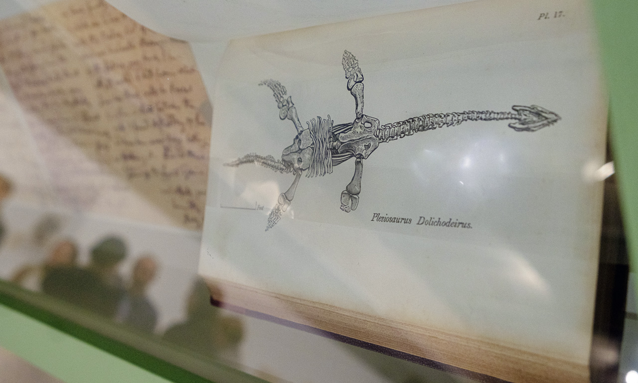 Iluminando la ciencia: Paleontólogas e ilustradoras